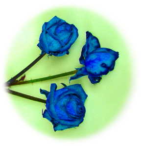 blaue Rosen