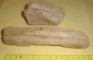 verkieseltes Holz