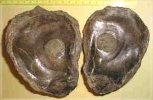 Austern aus dem Lias