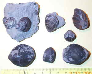 Brachiopoden und Muscheln aus dem Lias