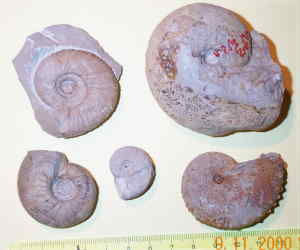 Malm- Ammoniten