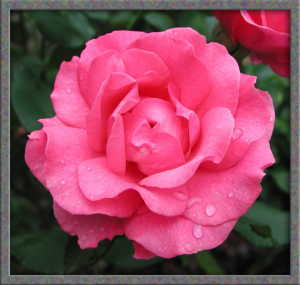 Rose aus unserem Garten
